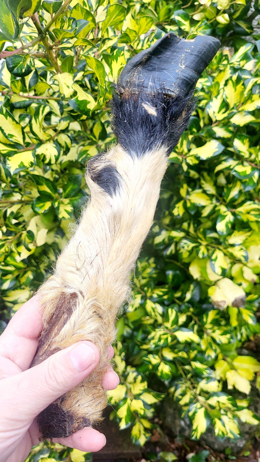 Lamb Leg with Fur