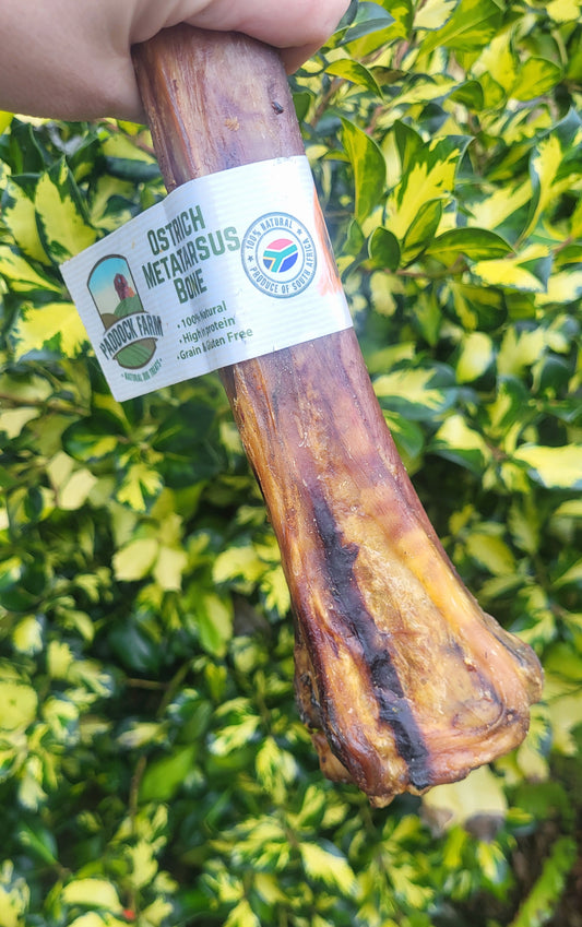Ostrich Metatarsus Bone