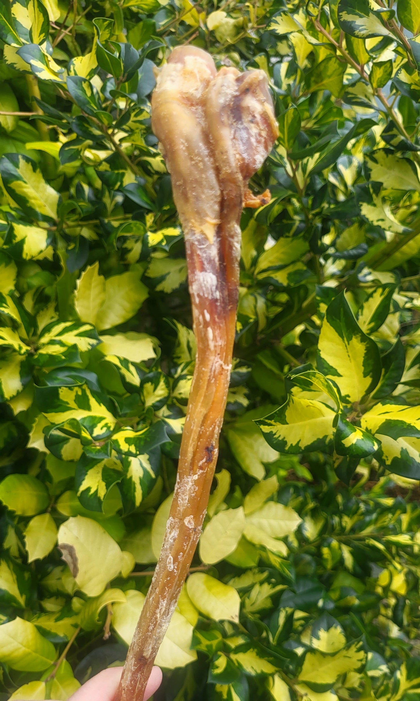 Ostrich Tendon