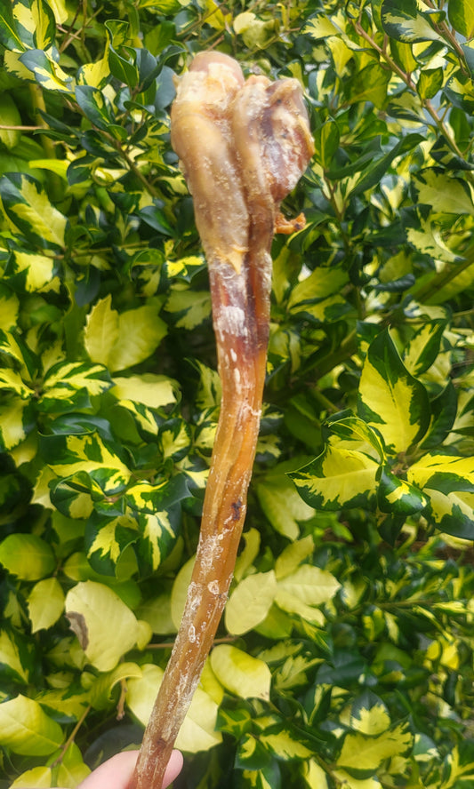 Ostrich Tendon