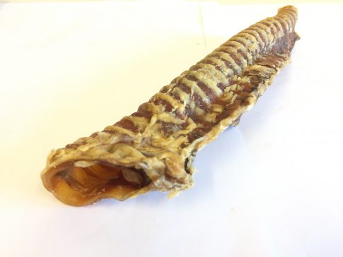 Trachea