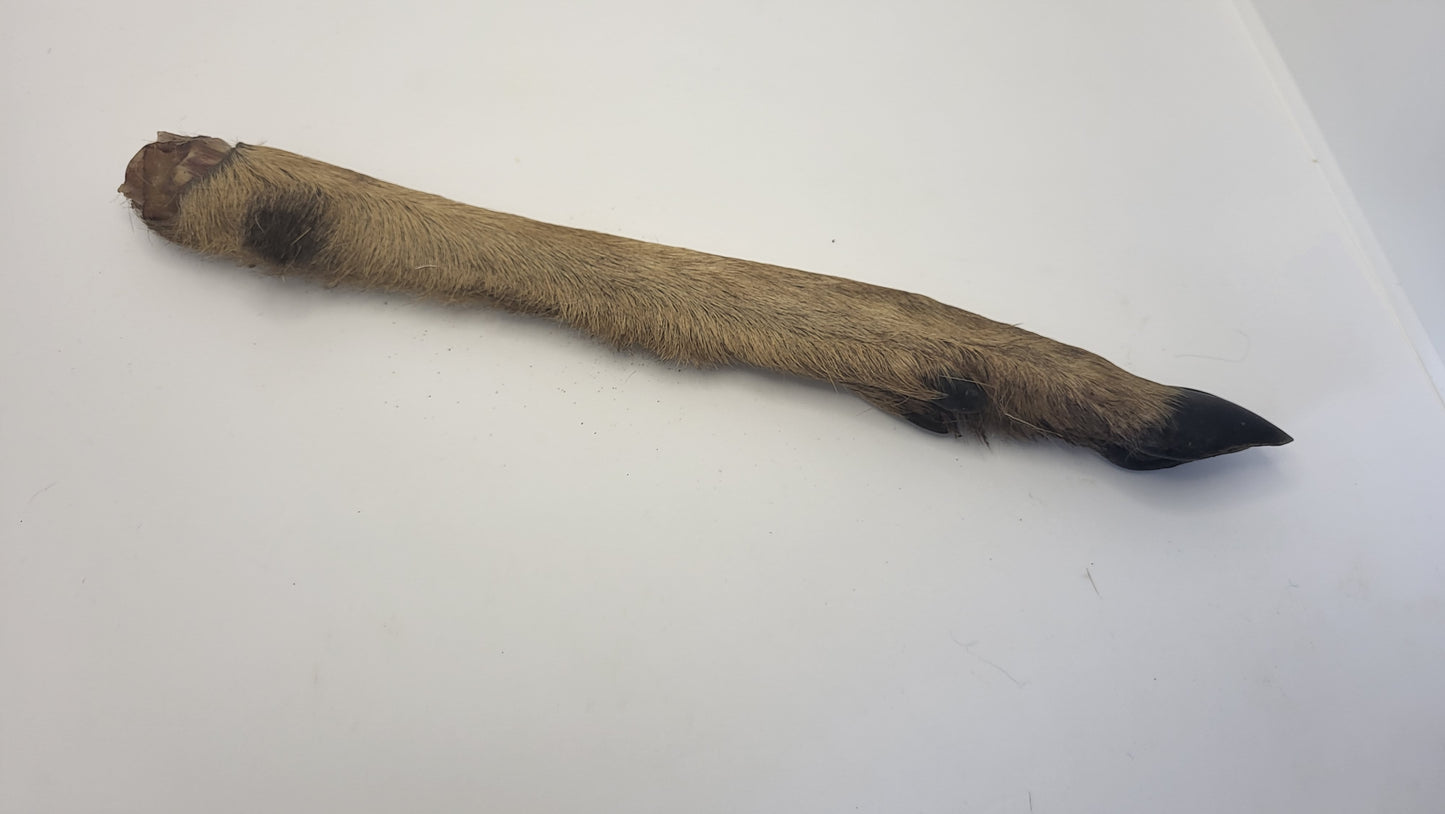 Venison Leg