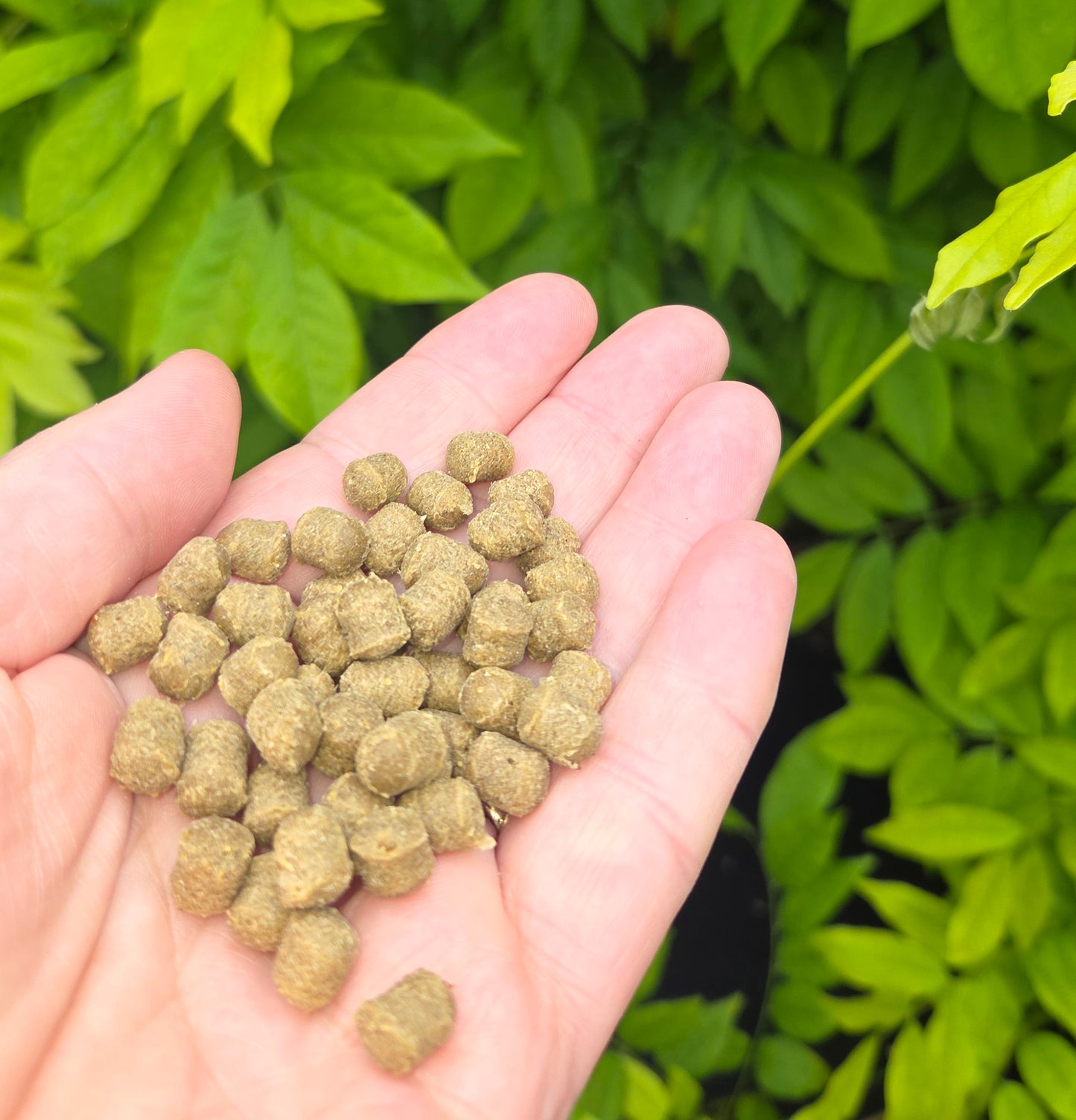 Anco Nibbles Salmon Treats 300g