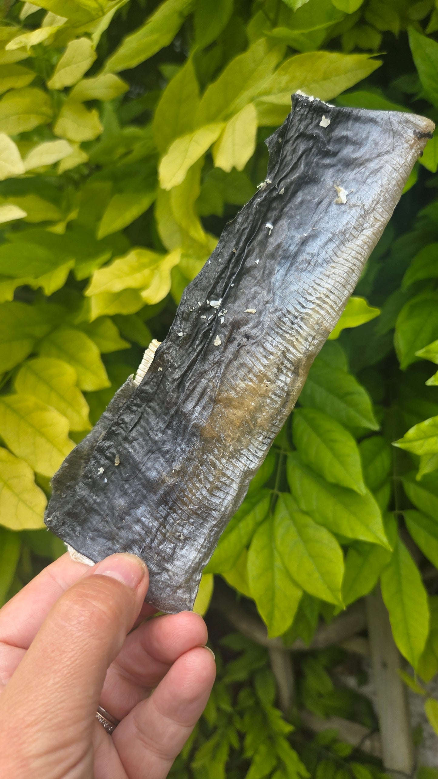 Fish Skins
